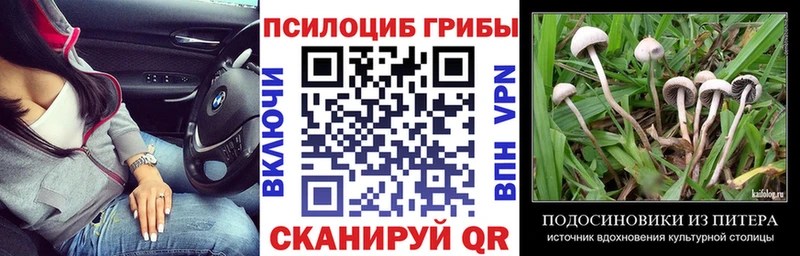 kraken как войти  Козельск  Псилоцибиновые грибы мицелий 